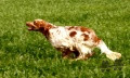 Setter Anglais NOTALA DELLA VECCHIA IRLANDA Setter Anglais NOTALA DELLA VECCHIA IRLANDA